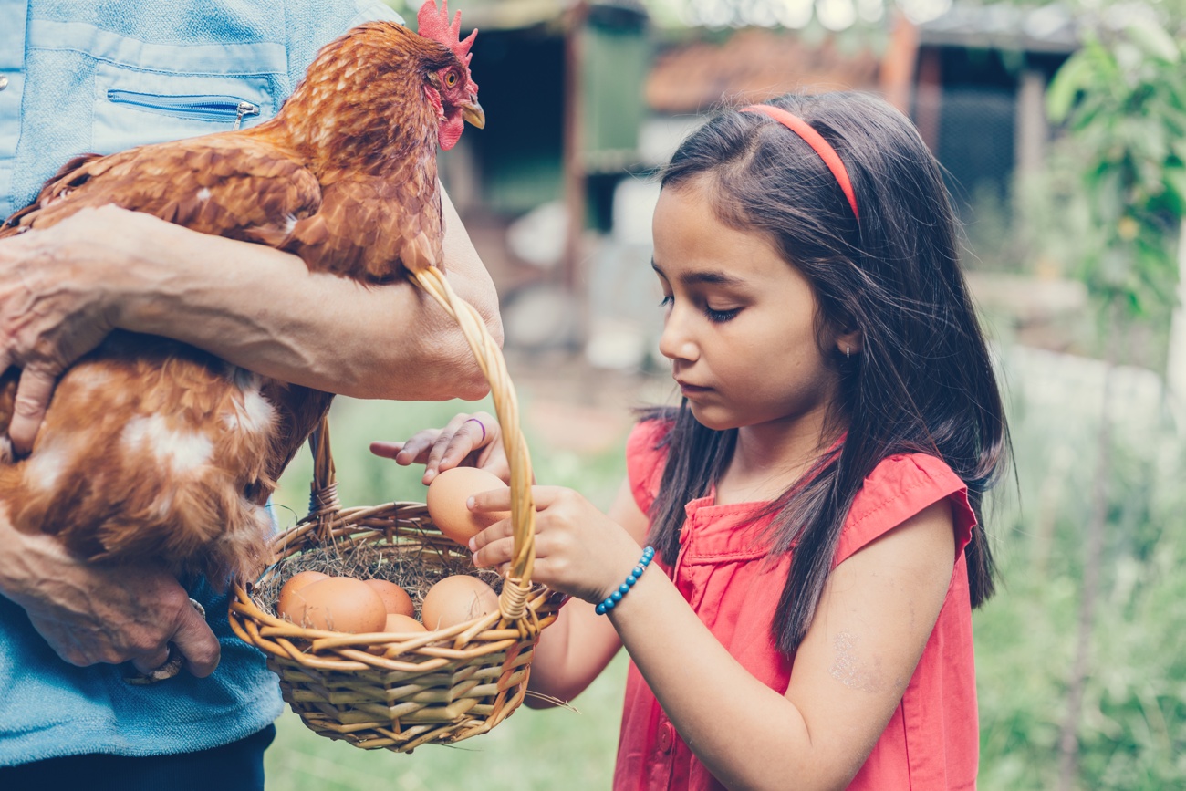 How is a free-range egg different from other eggs?