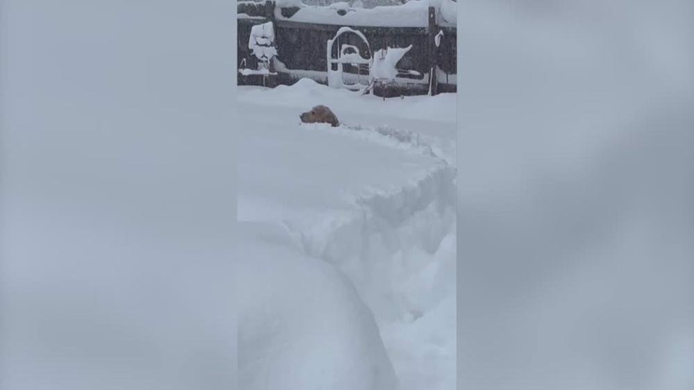 Estos dos perros juegan en la nieve: les llega la nevada hasta la cabeza Estos