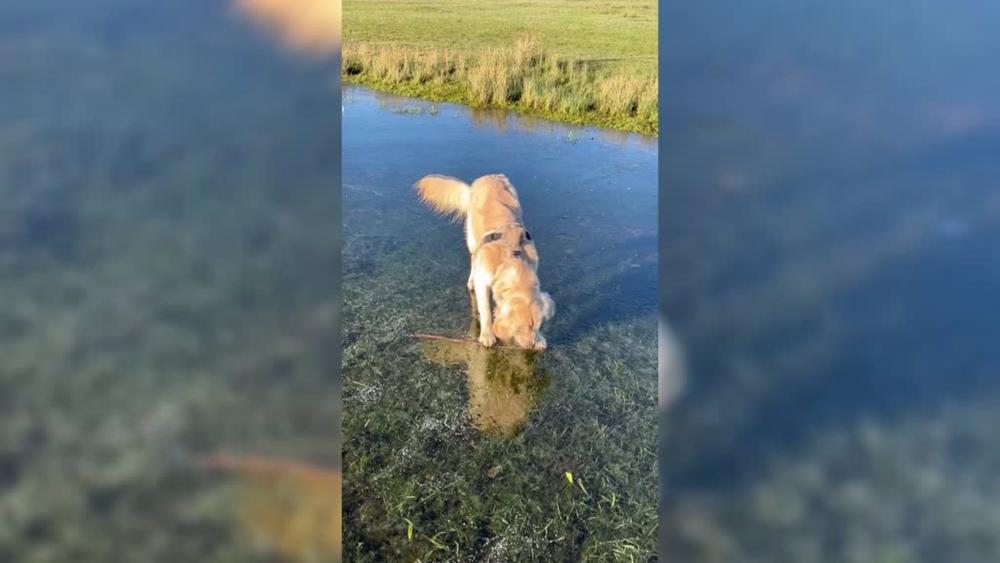 Este cachorro trata de alcanzar un palo hundido en el hielo Este