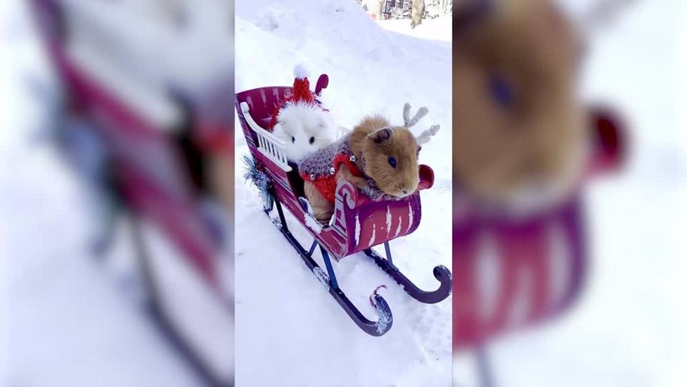 Esta fotografa de animales hace las mejores dedicatorias navideñas Esta
