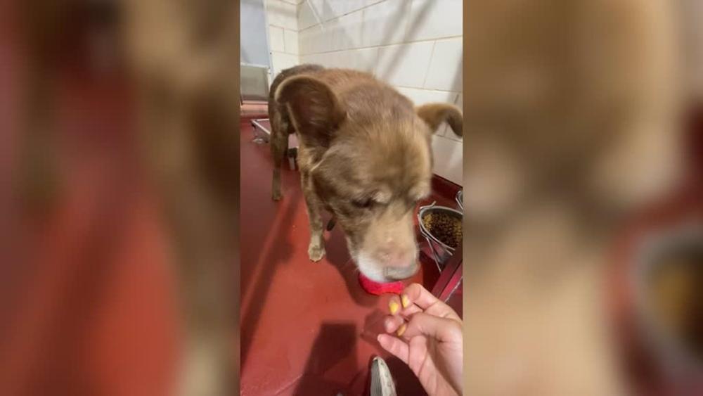 Este perro abandonado fue adoptado y recuperó la felicidad junto a sus nuevos dueños Este