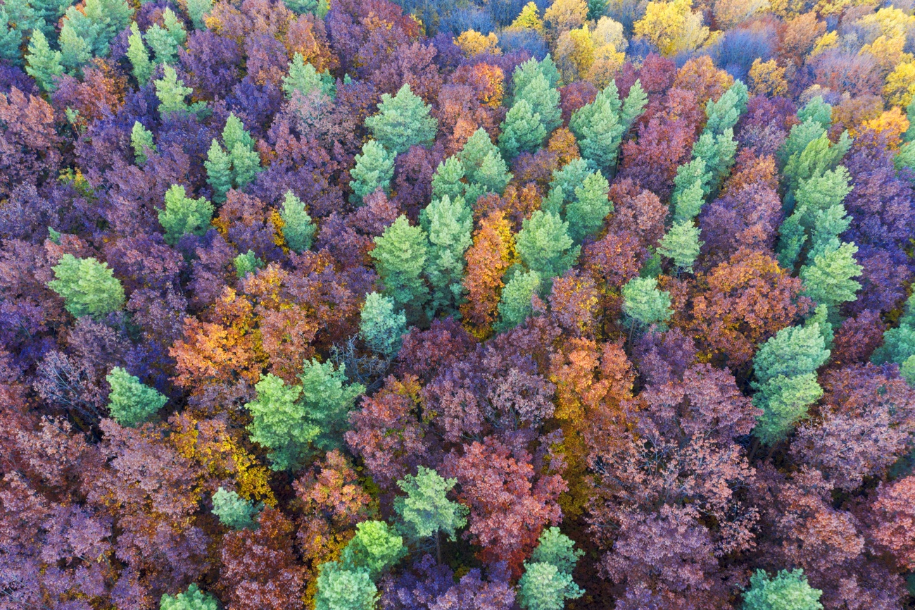 4. Beech forests of the Carpathian Mountains