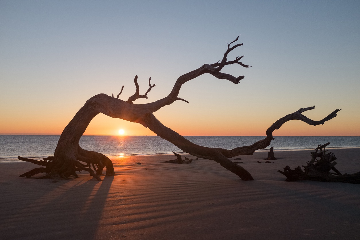 Driftwood Beach (Jekyll Island, Georgia)