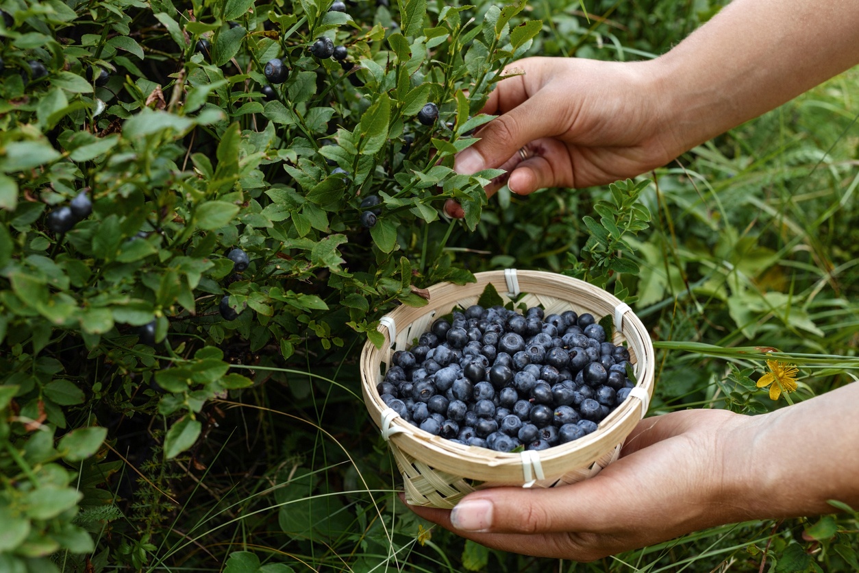 Blueberries