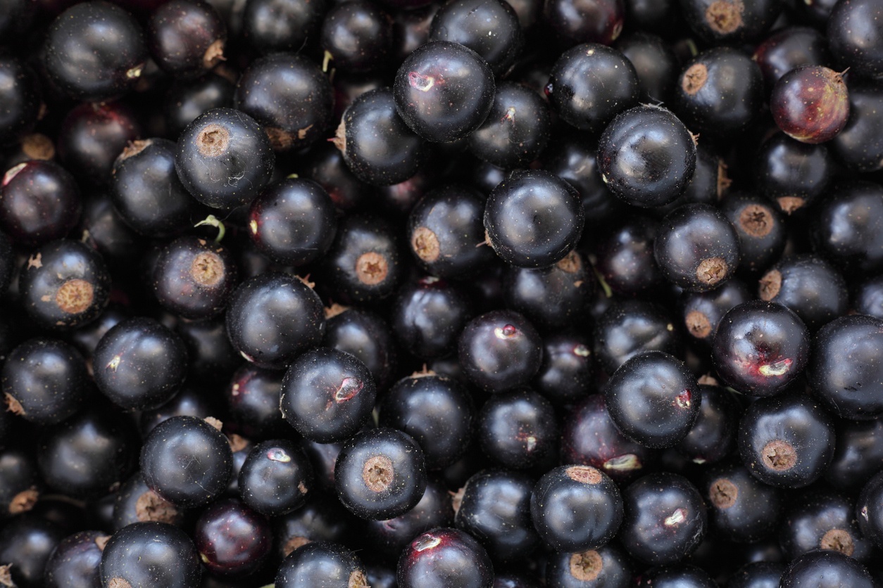 Black currants