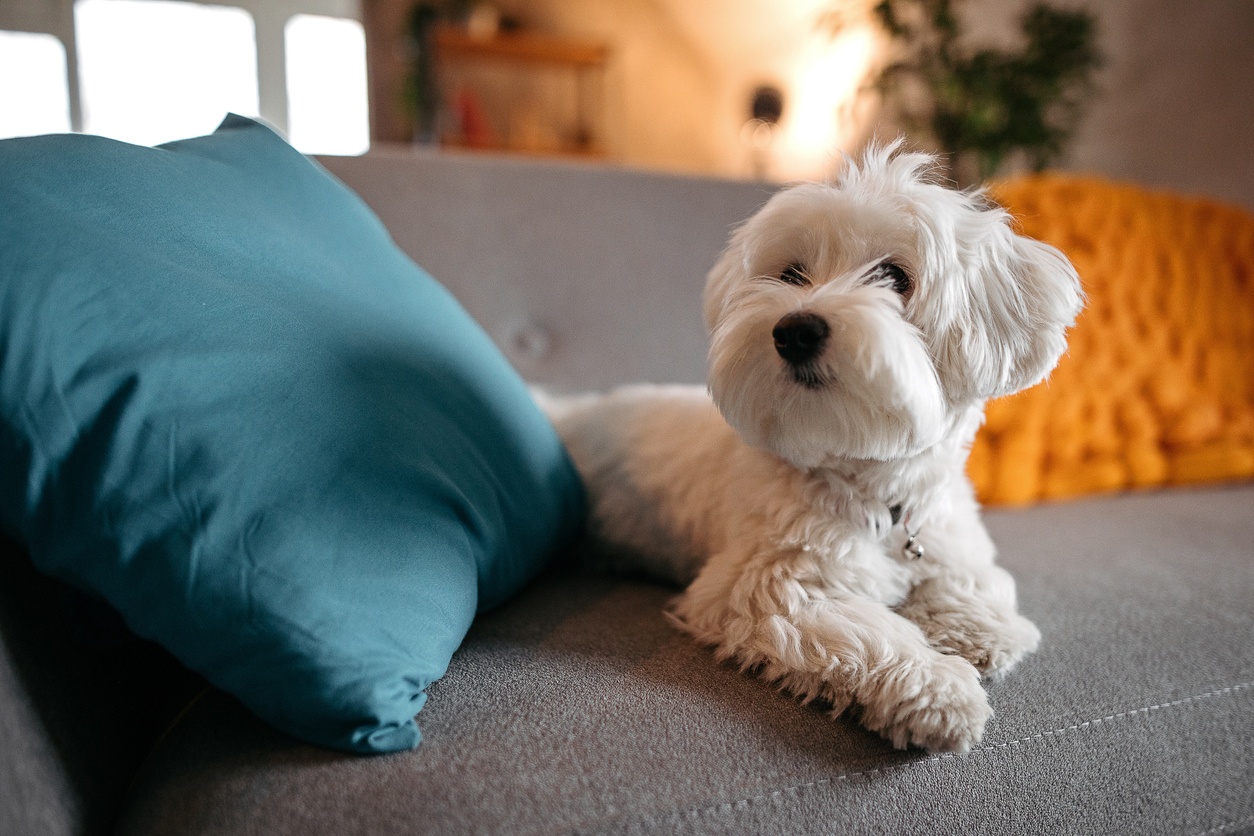 Maltese Bichon