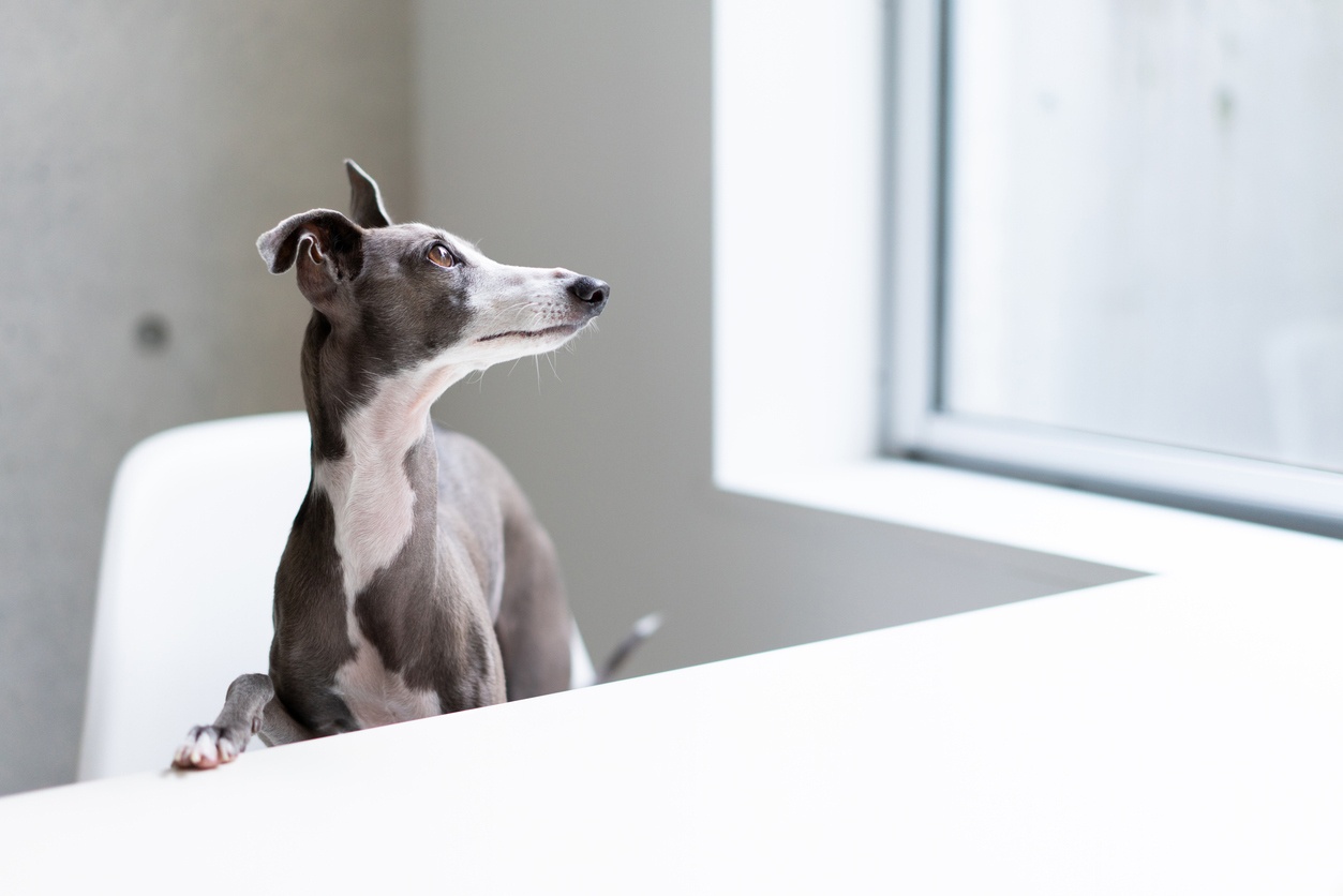 Italian Greyhound