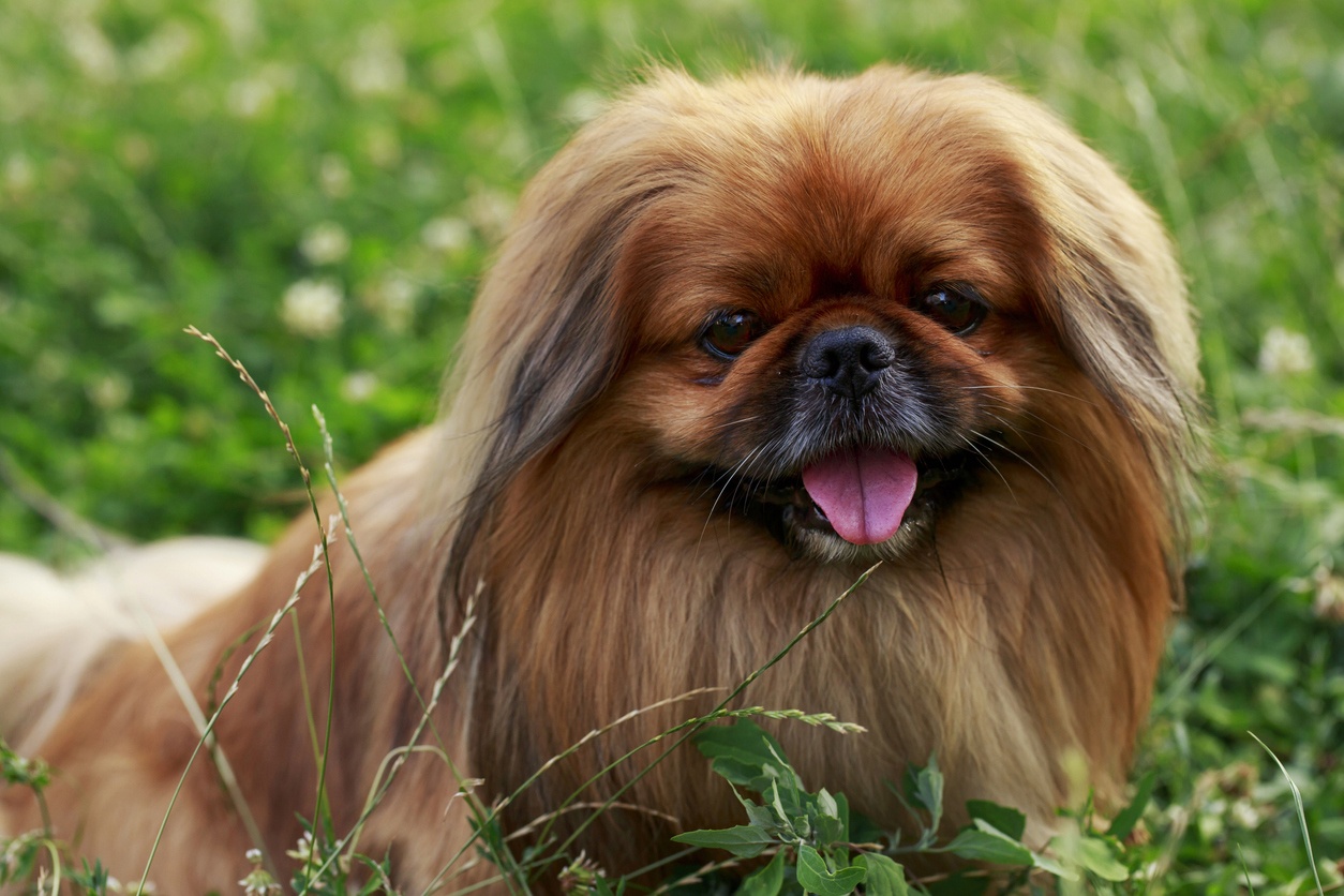 10 races de chiens miniatures idéales à garder à la maison