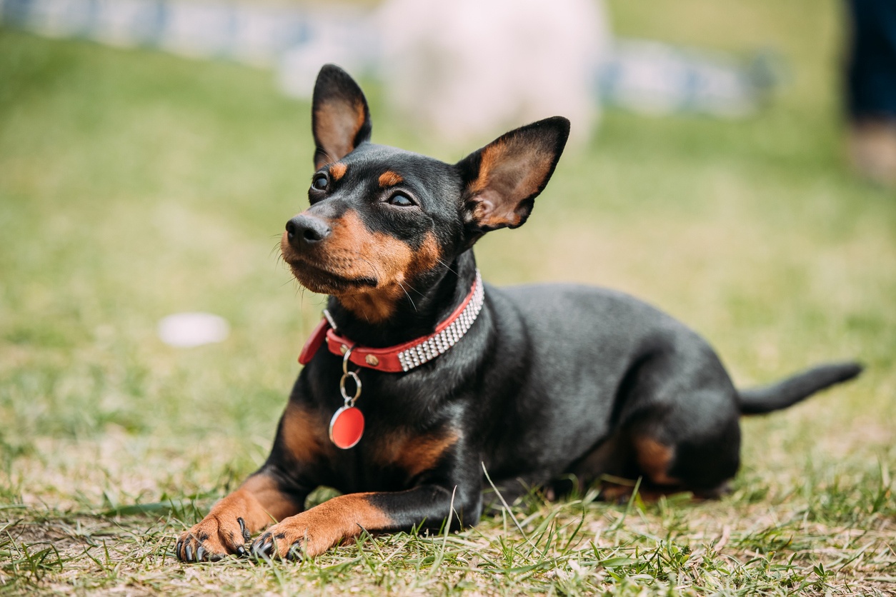 Zwergpinscher