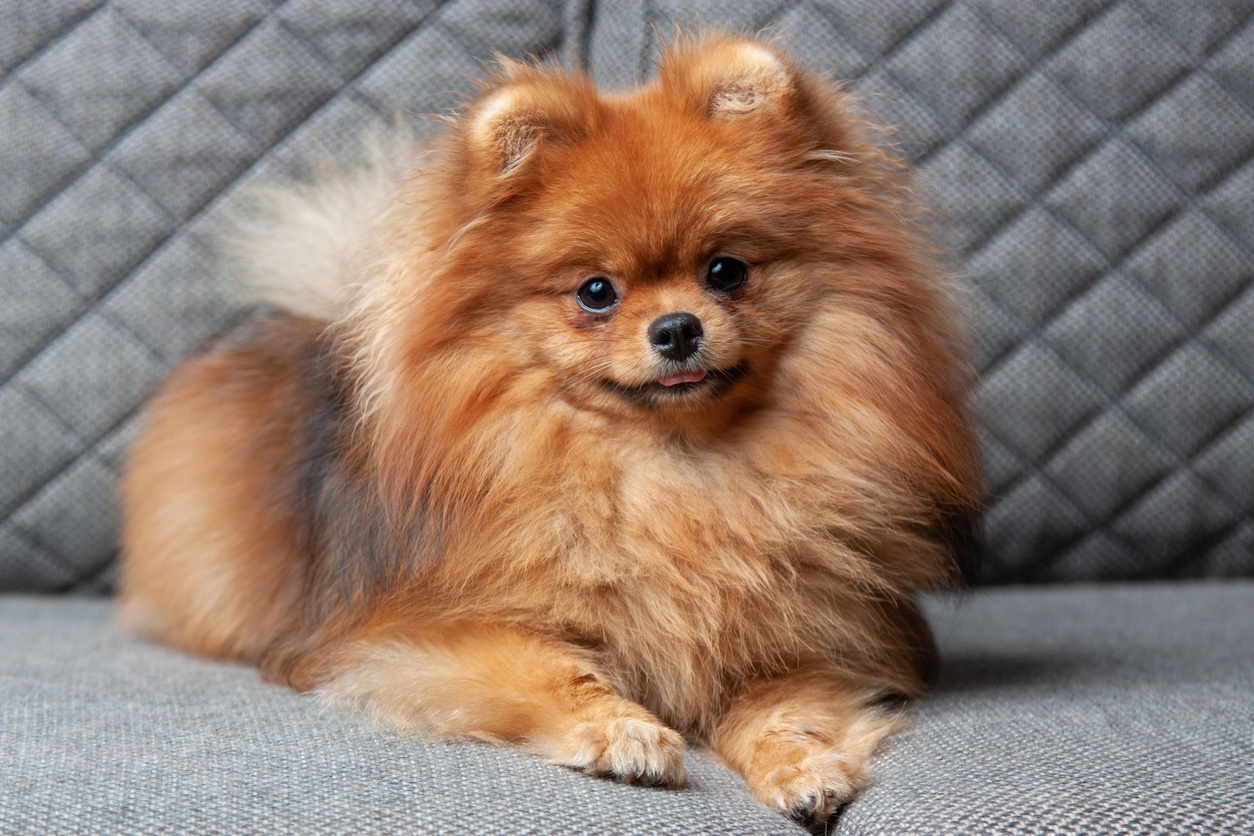 Pomeranian