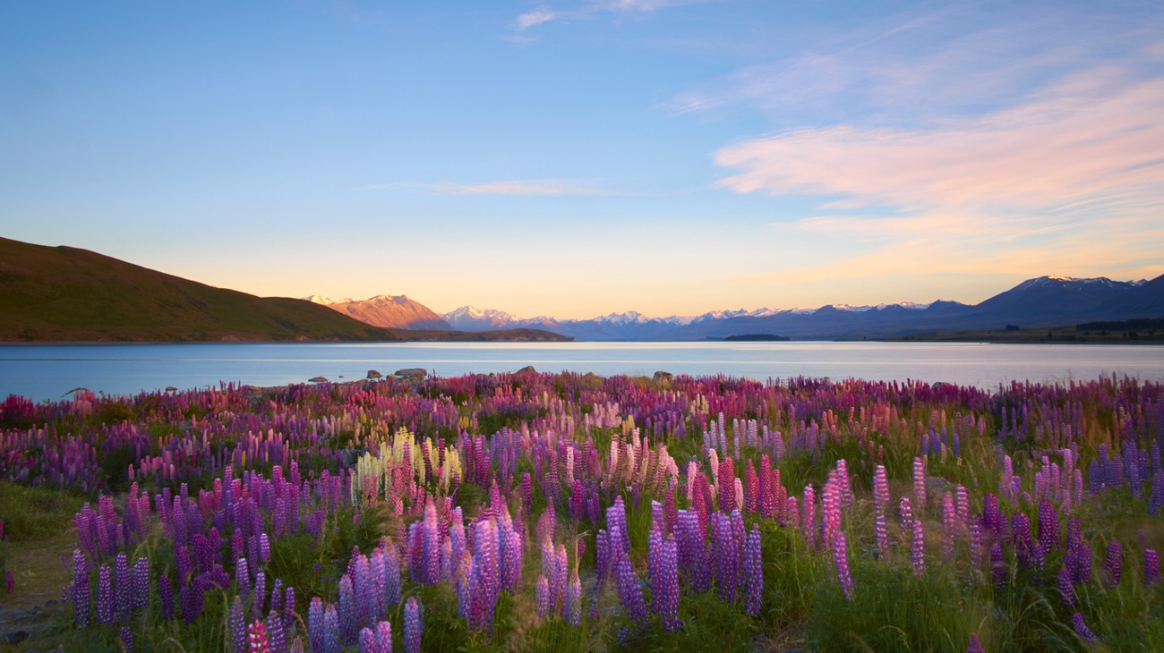 Lac Tekapo (Nouvelle-Zélande)