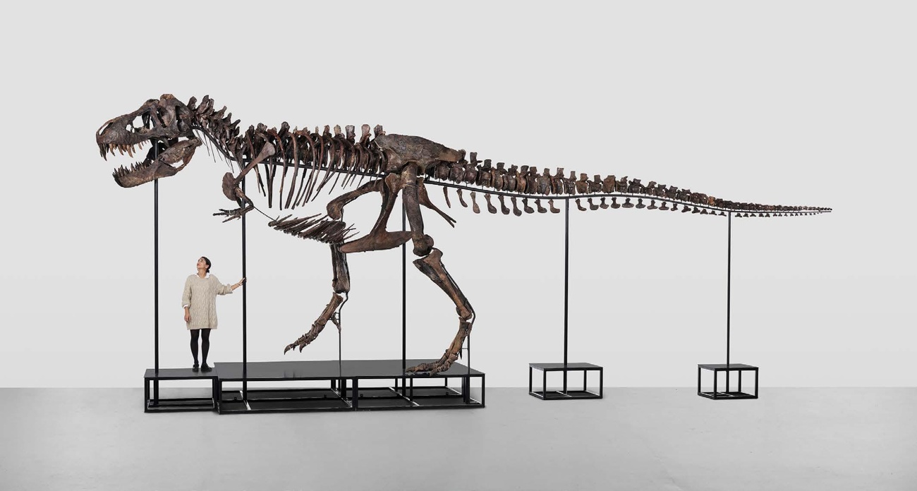 Vente aux enchères à un million de dollars : Trinity, le Tyrannosaurus Rex complet, vendu pour 5,5 millions d’euros