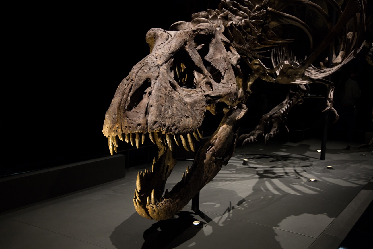 A Tyrannosaurus Rex skeleton on display at the Naturalis Biodiversity Center in Leiden.