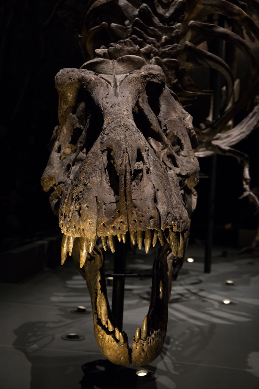 A Tyrannosaurus Rex skeleton on display at the Naturalis Biodiversity Center in Leiden.