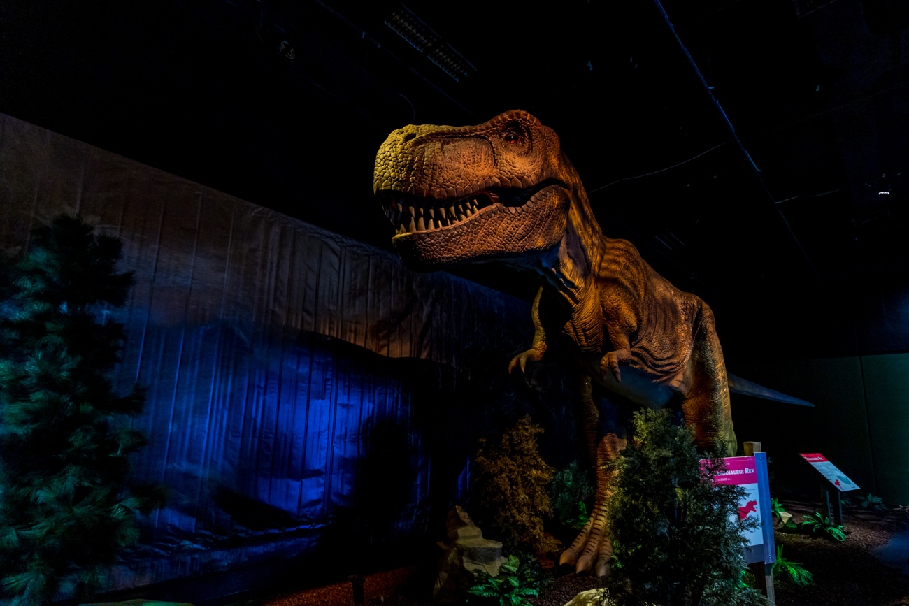 Der Tyrannosaurus Rex wird im Rahmen der Ausstellung 