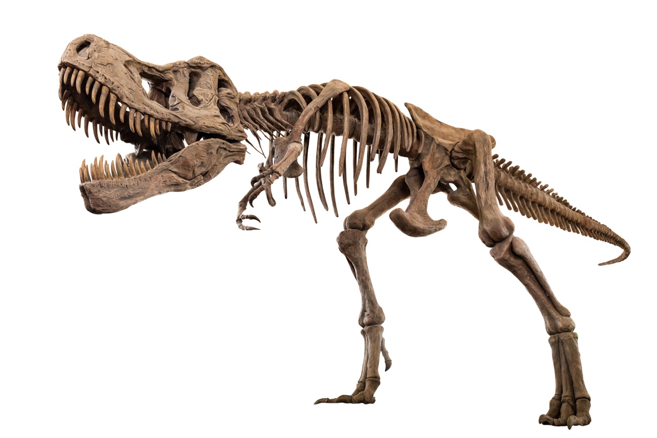 Esqueleto de Tyrannosaurus Rex