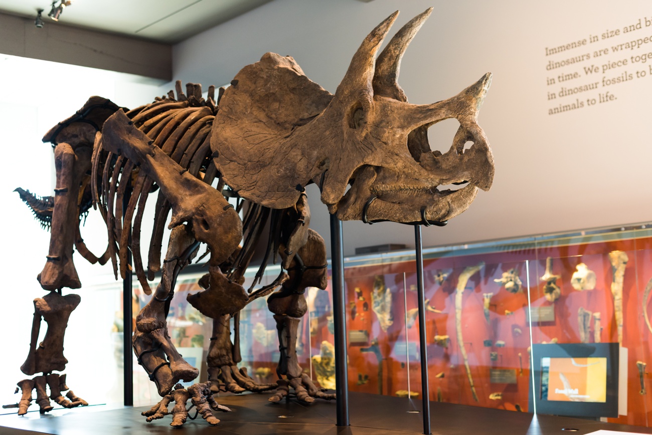 Trinity: the whole Tyrannosaurus rex skeleton sold for 5.5 million euros