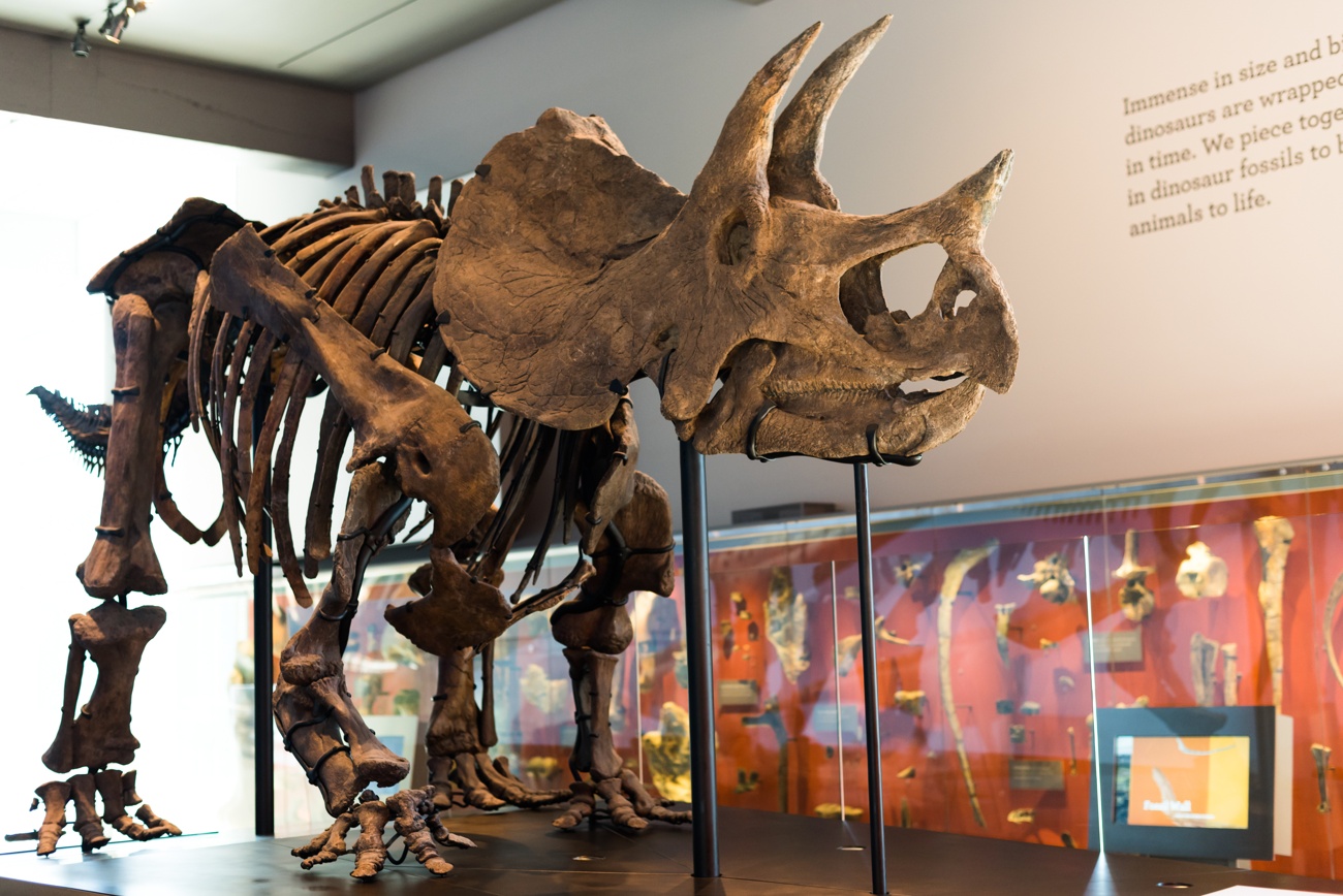 Musée d'histoire naturelle de Los Angeles