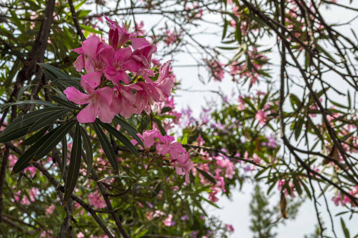 Oleander 