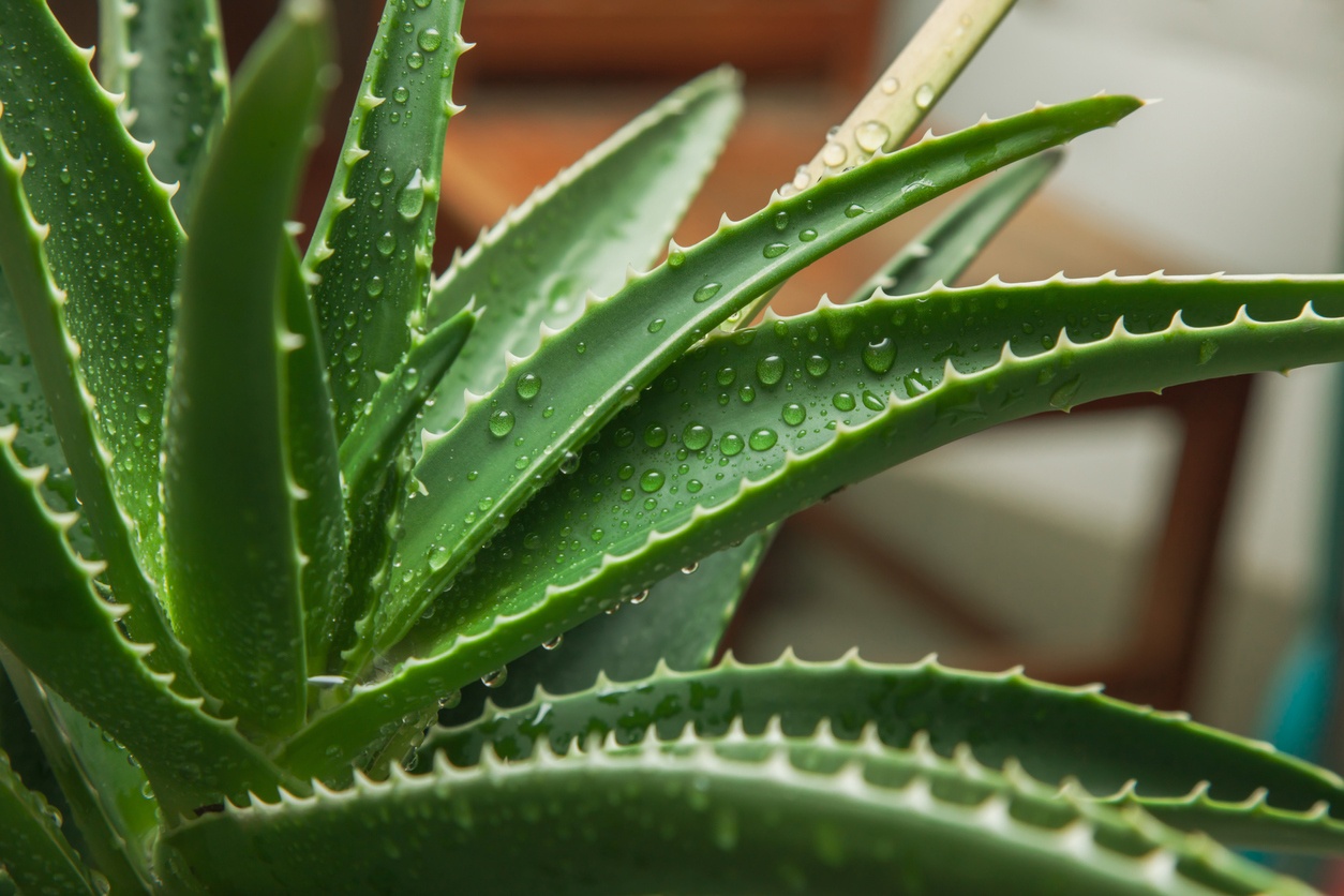 Aloe