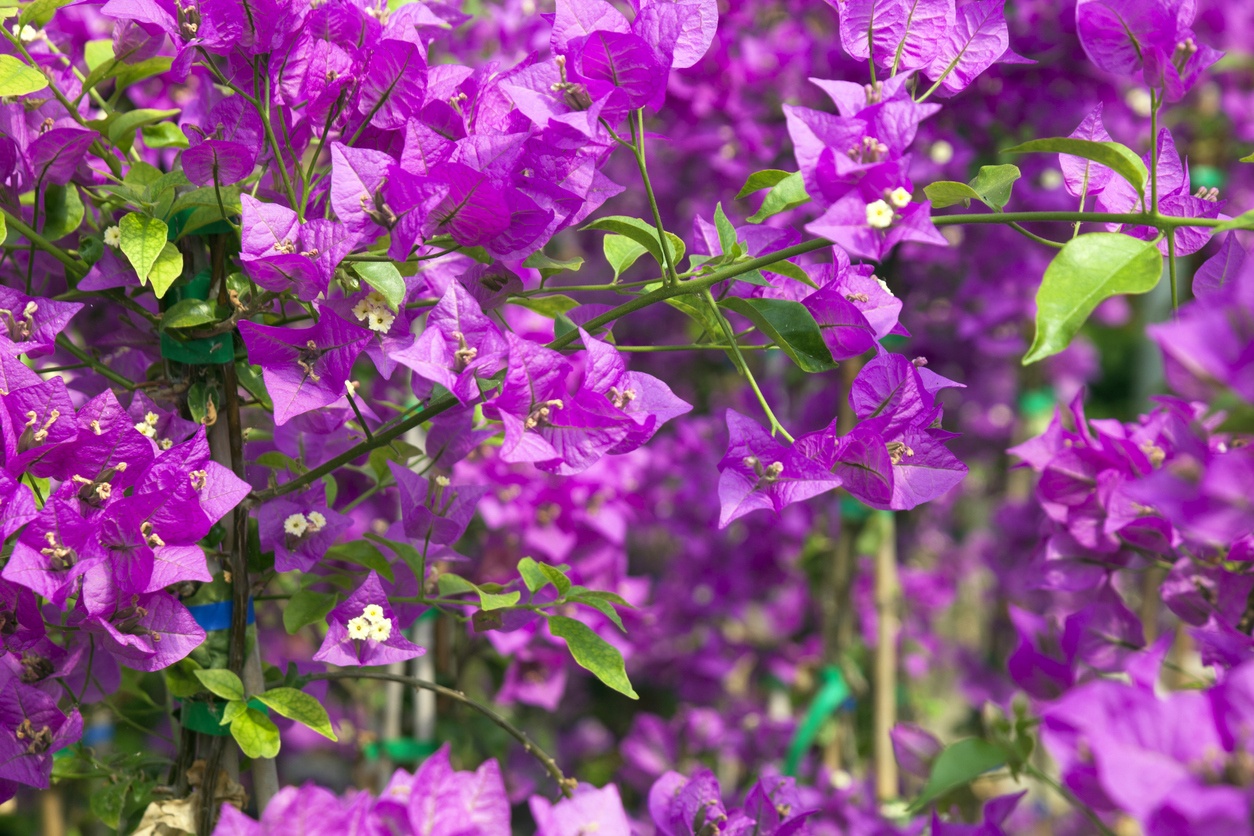 Bougainvillier 