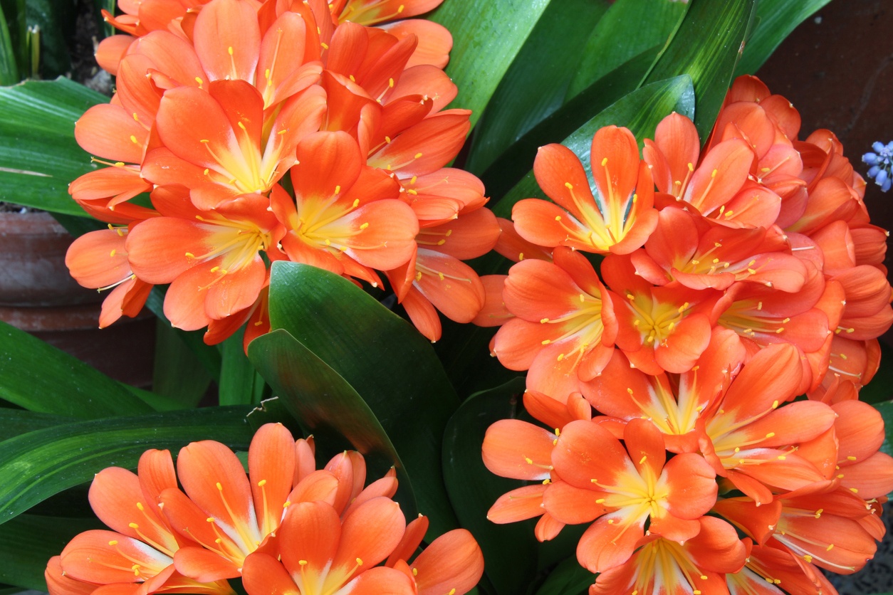 Clivia