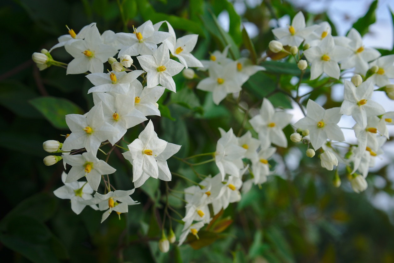 False jasmine