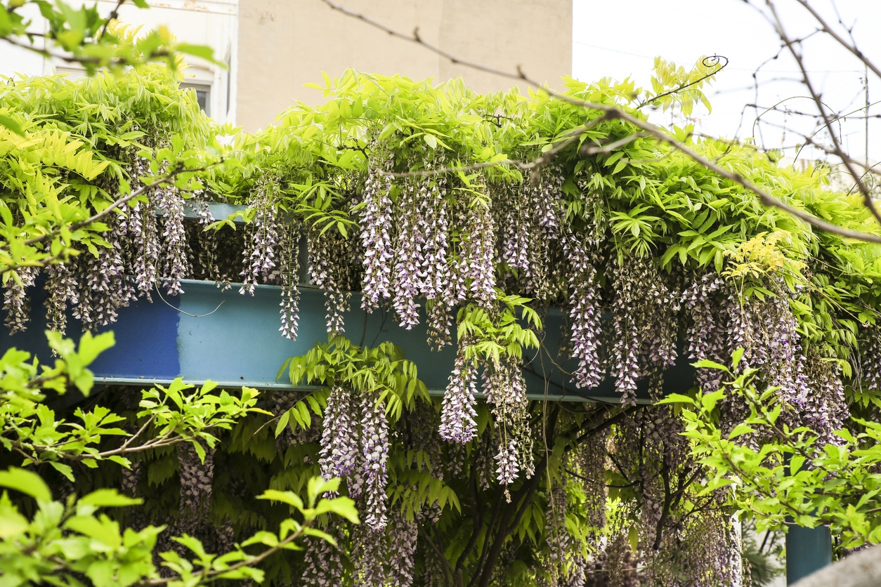 Dez plantas de exterior resistentes à seca para plantar no seu terraço ou jardim