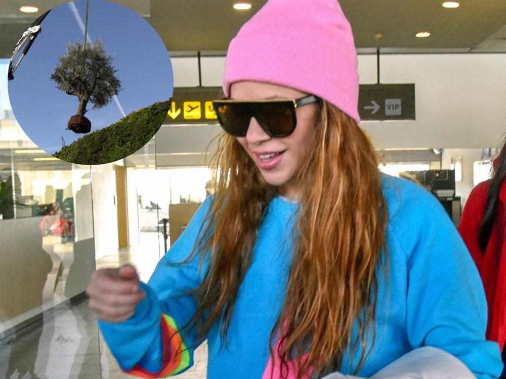 Shakira, ¿ha desenterrado un árbol para llevárselo a Miami? Shakira,