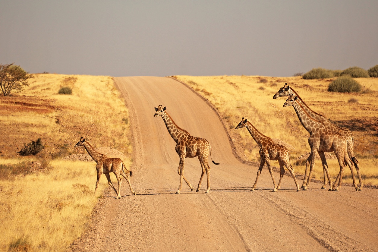 Etosha-Nationalpark (Namibia)