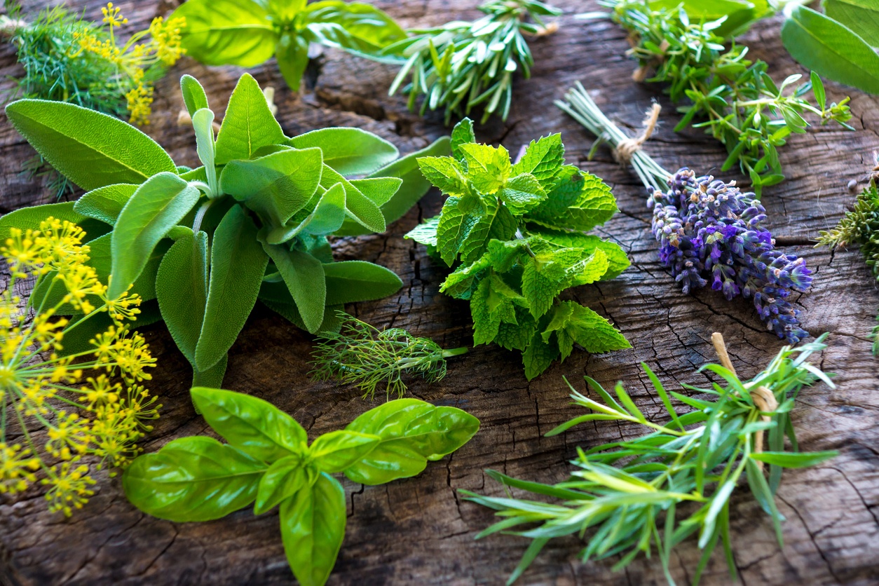 Ces plantes éloignent les insectes et les moustiques de votre maison