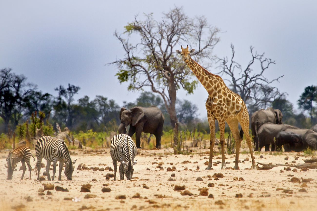 Lar de alguns dos maiores e mais selvagens animais do mundo