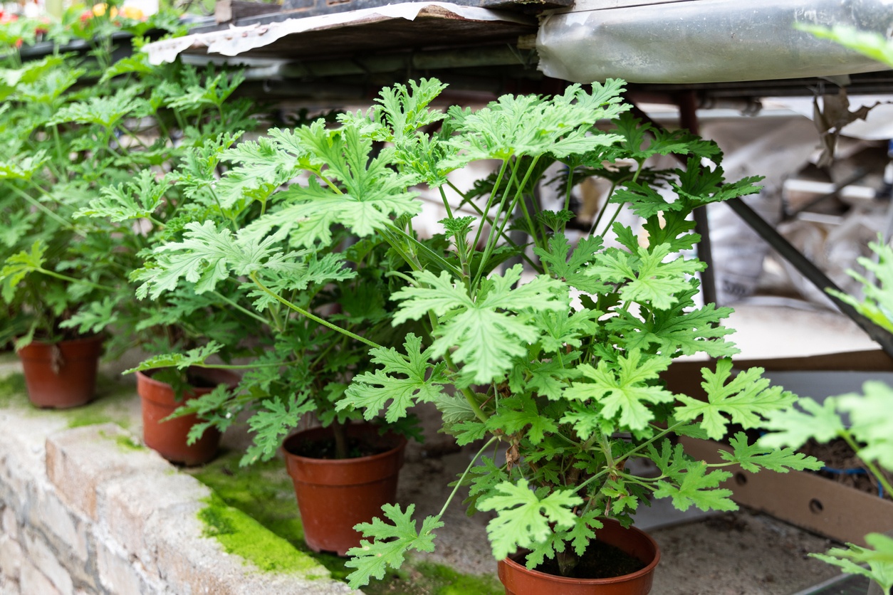 Citronella Citronella