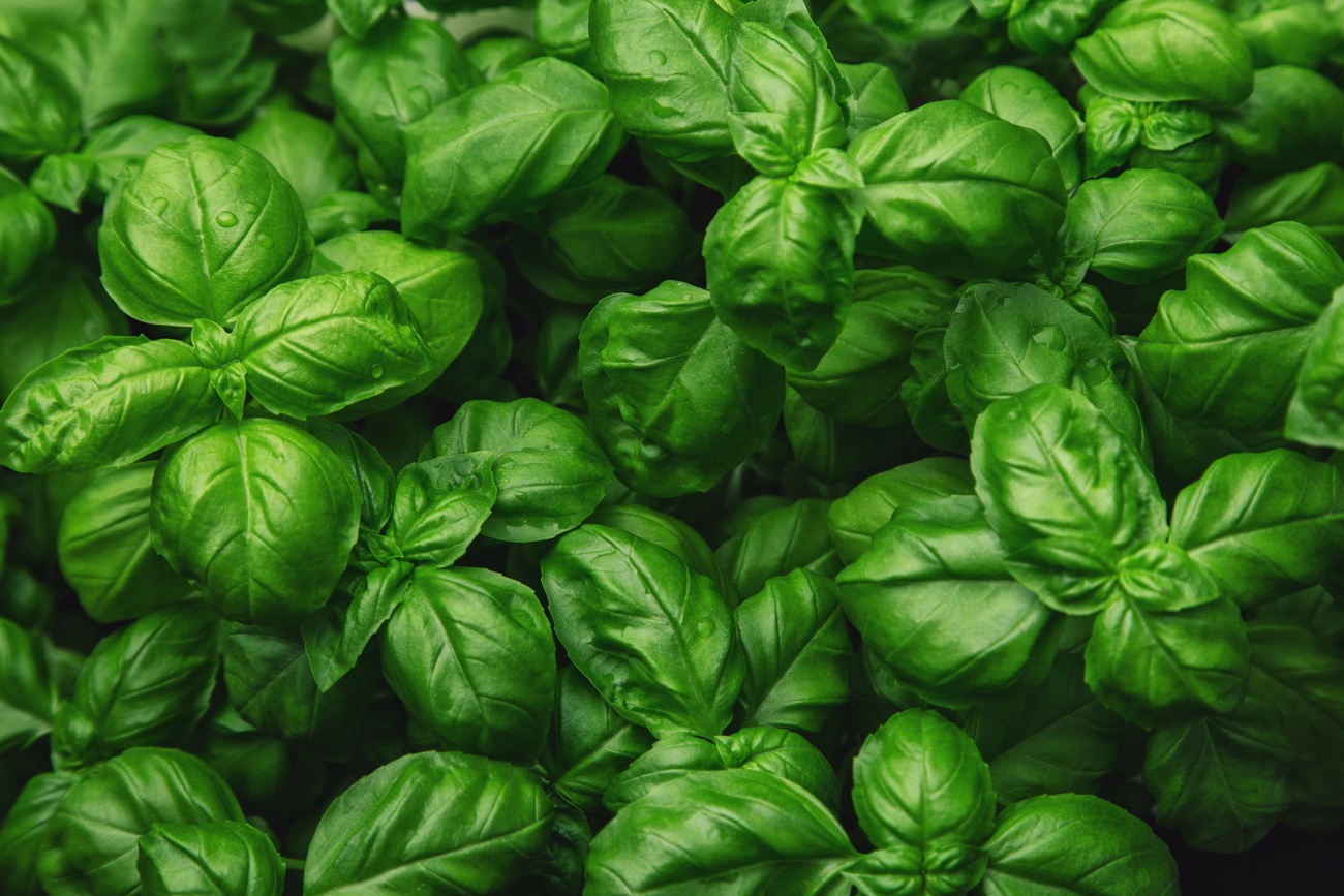 Albahaca Albahaca