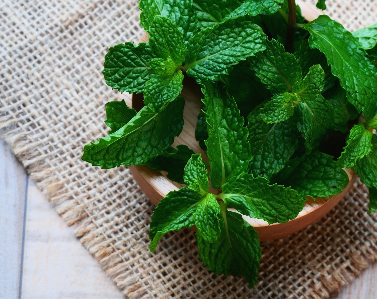 Menta Menta