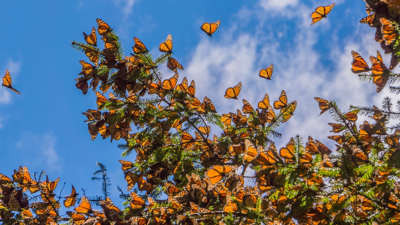 Monarch butterfly migration