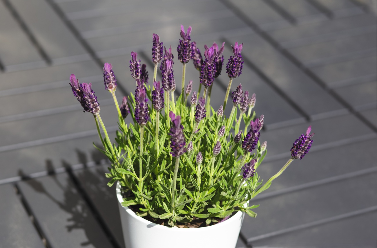 Lavandula