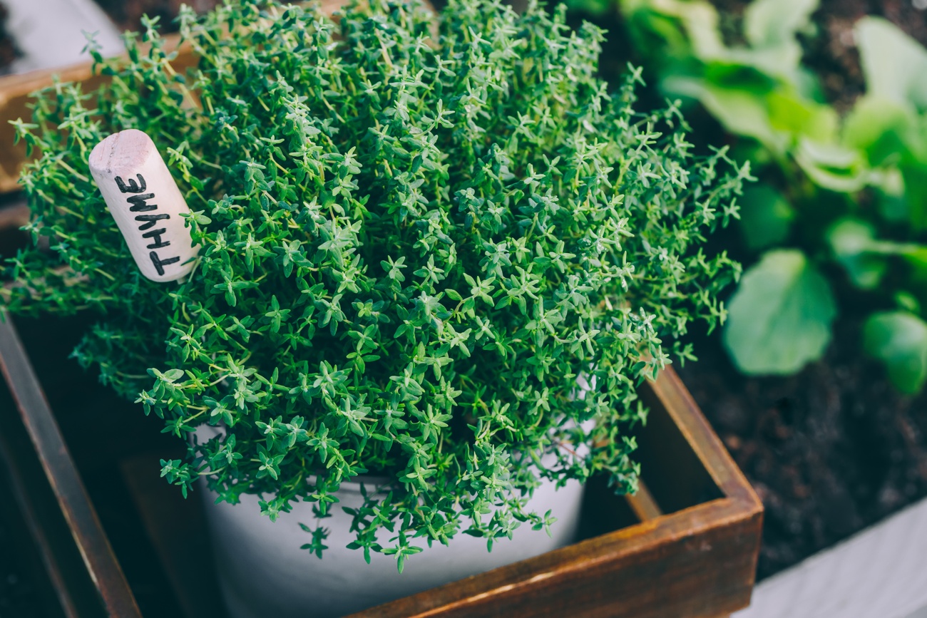 Halten Sie mit diesen Pflanzen Insekten und Mücken von Ihrem Haus fern