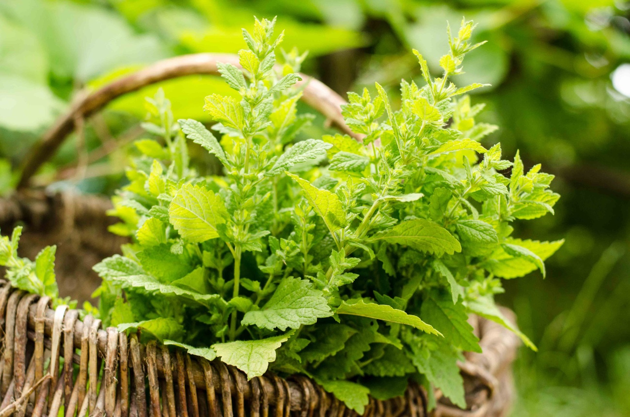 Lemon balm