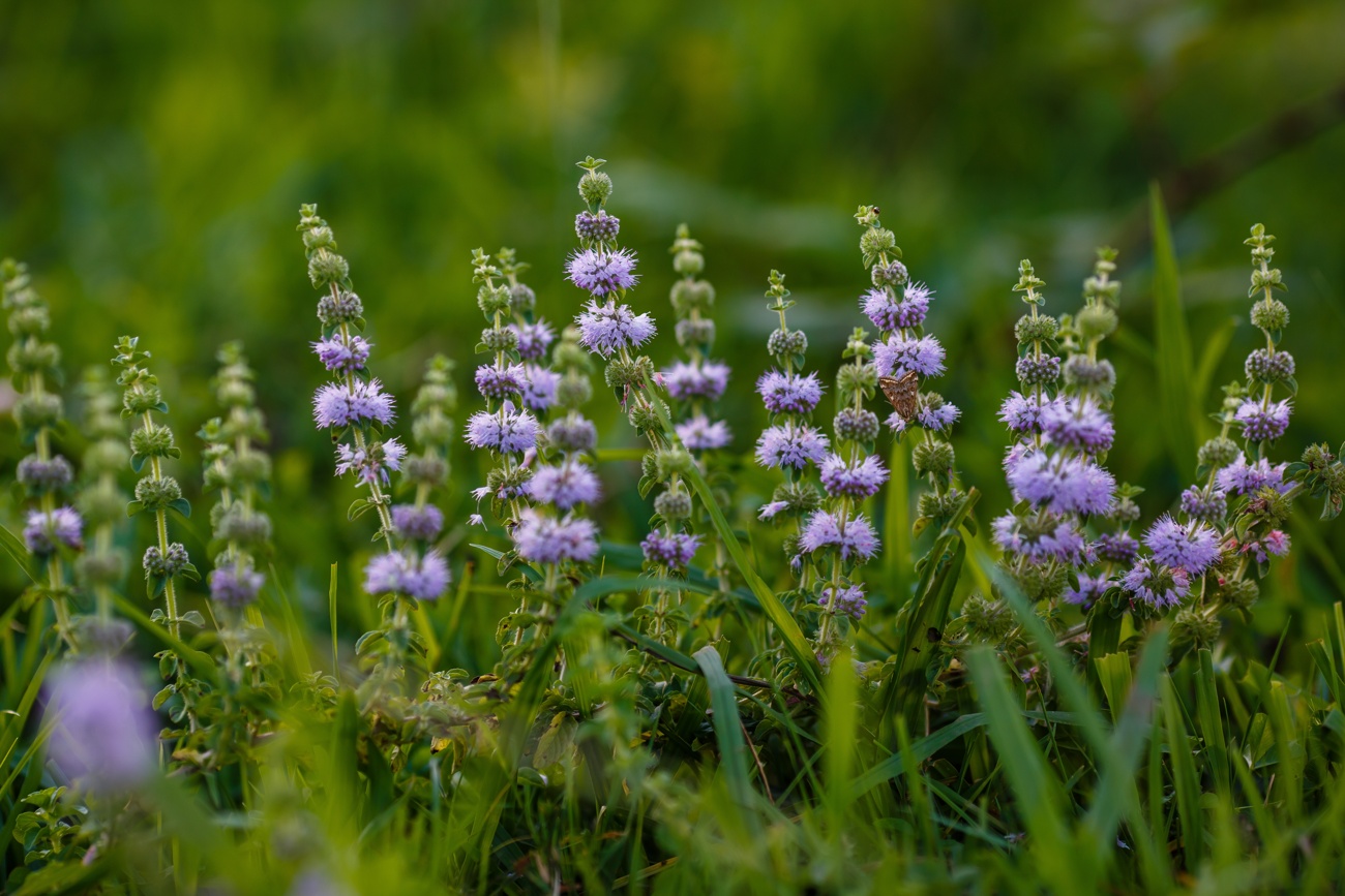 Mentha pulegium