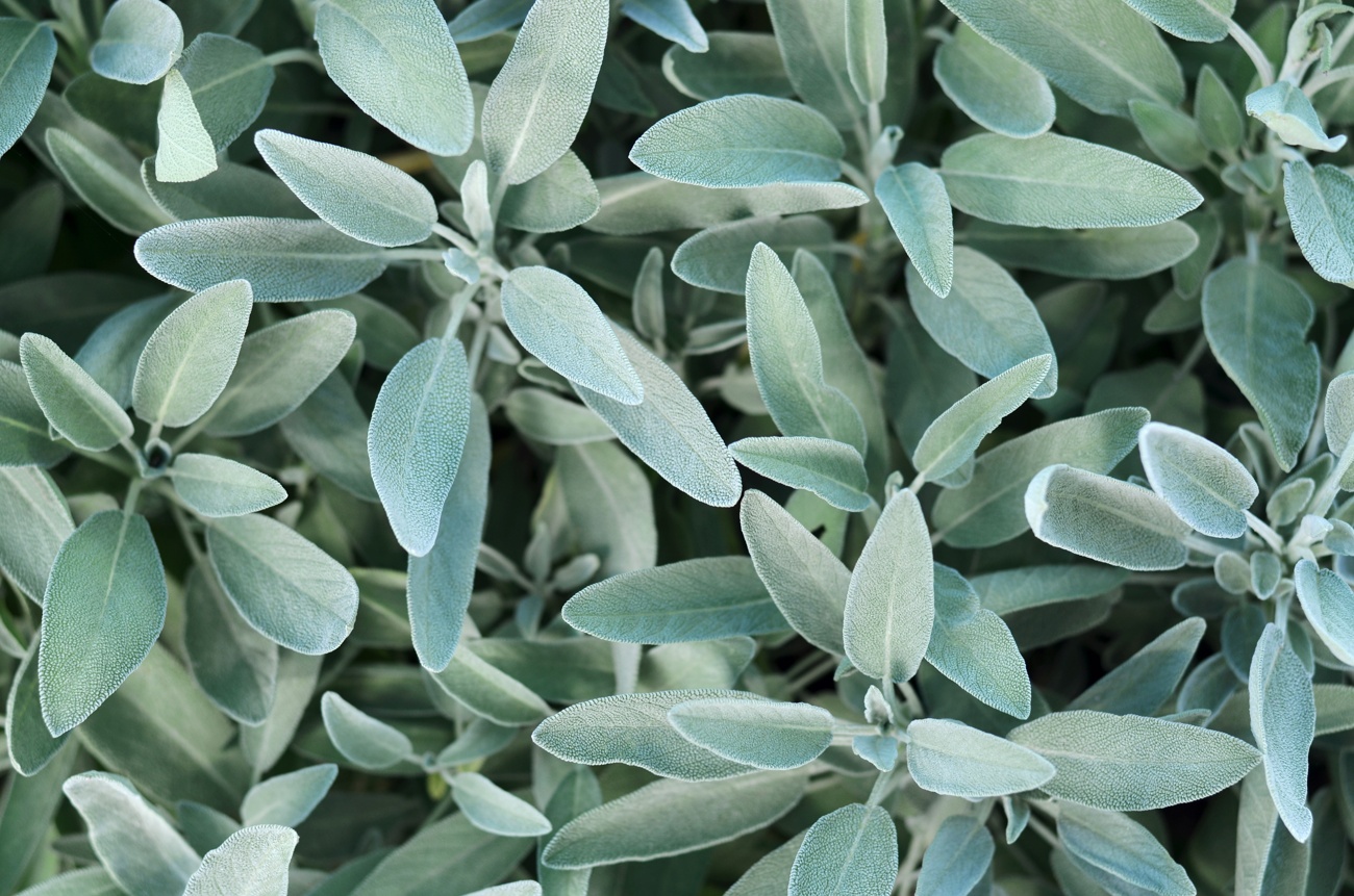 Salvia Salvia