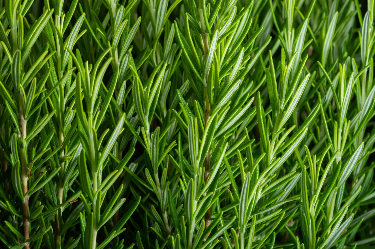 Rosemary