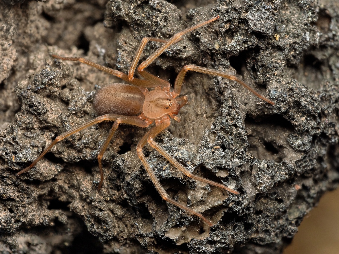 Araña violinista