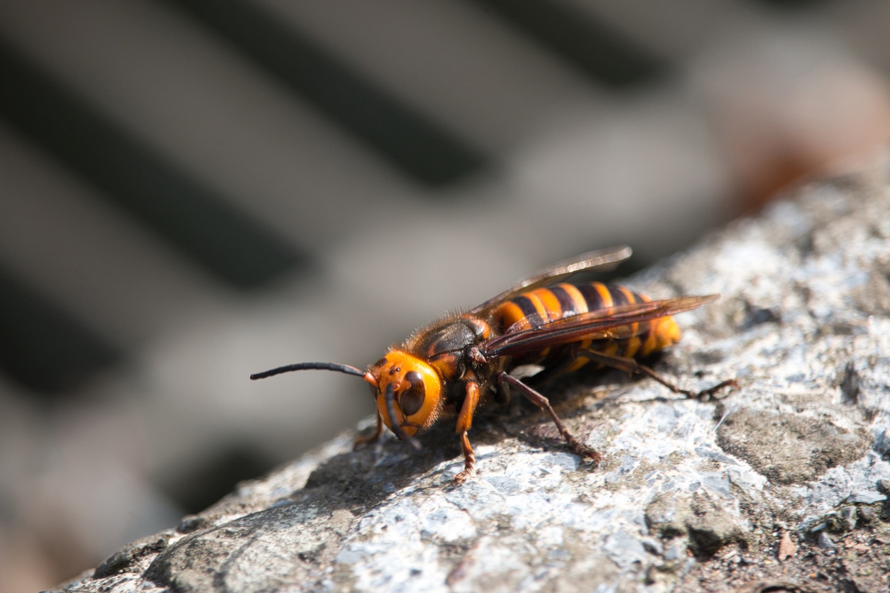 Asian Hornet