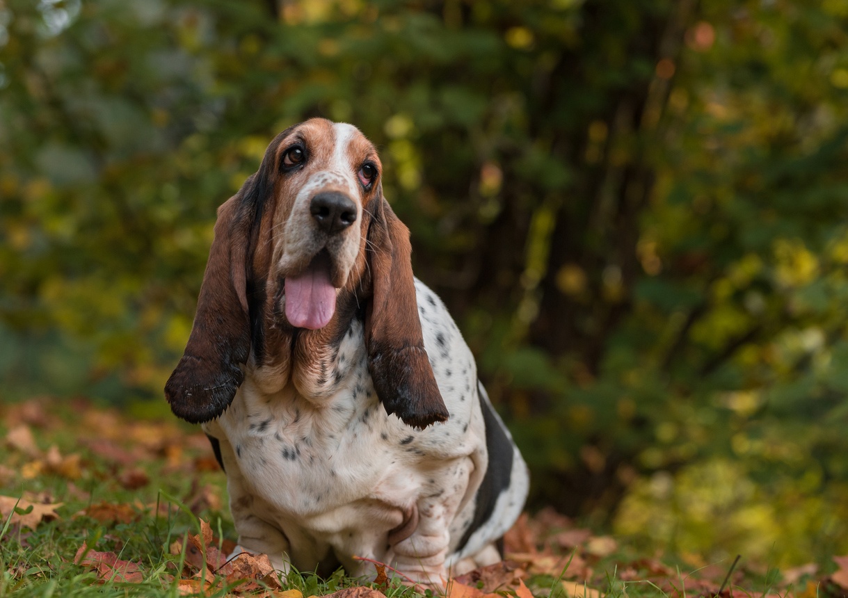 Basset Hound