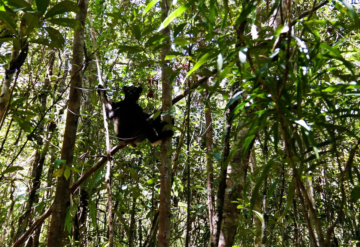 Atsinanana-Regenwald in Madagaskar