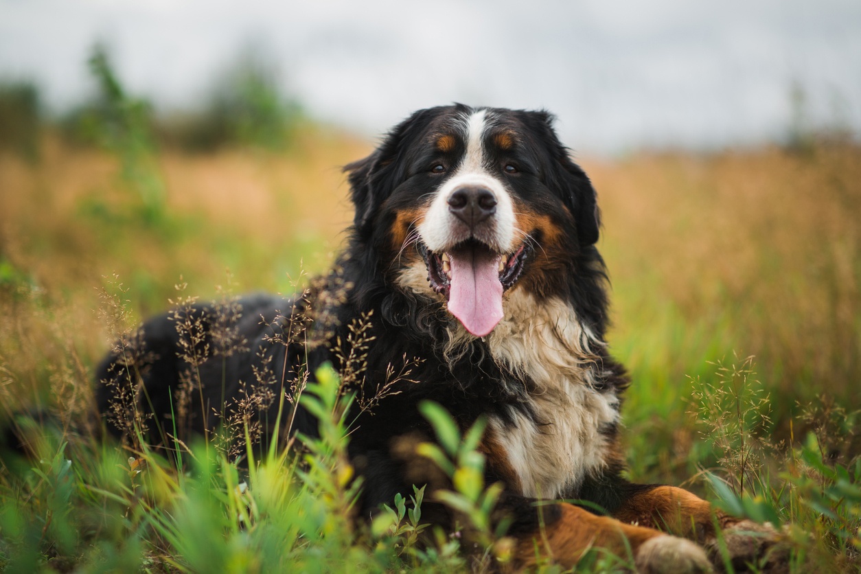 Berner Sennenhund