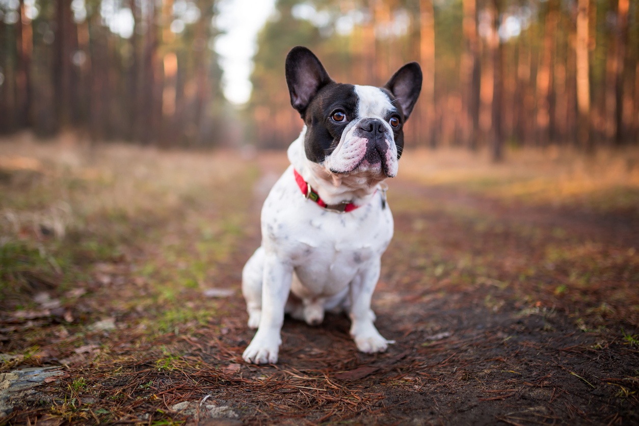 Buledogue français