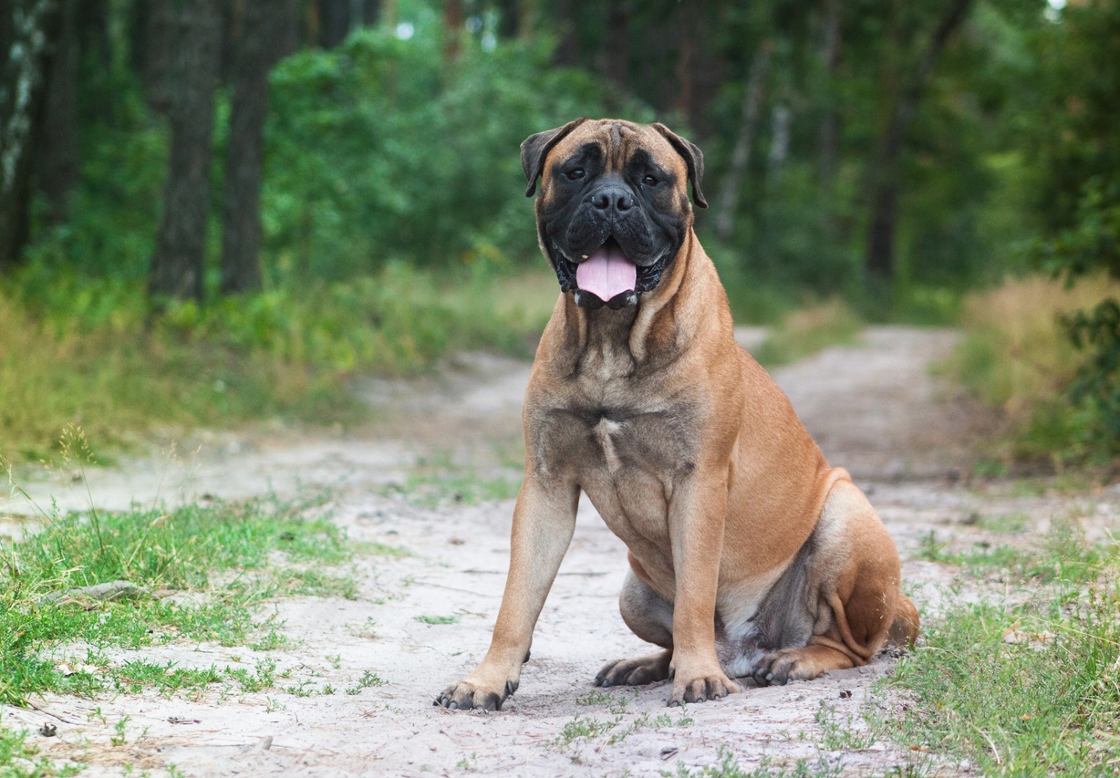 bull mastiff