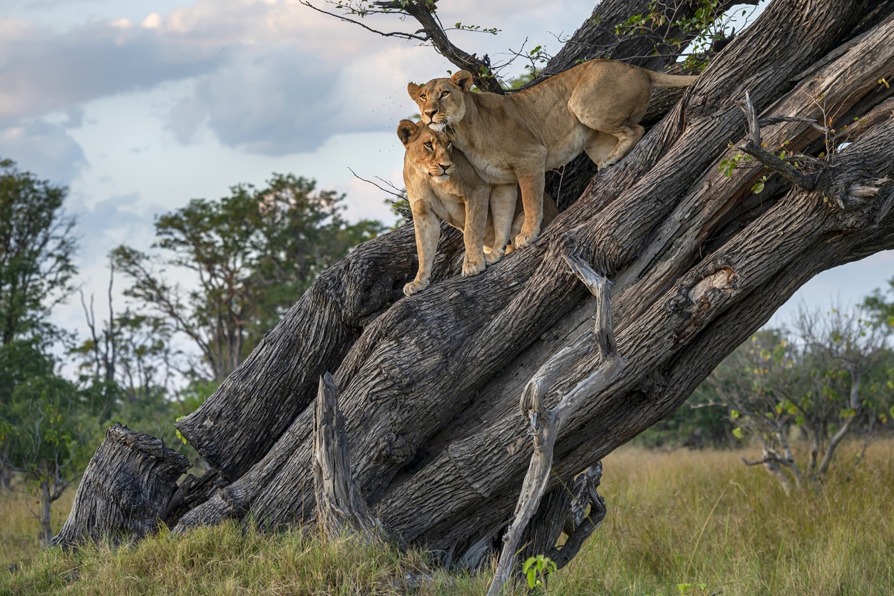 Zentral Kalahari Wildreservat (Botswana)